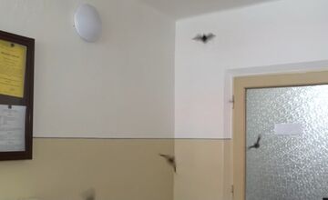 FOTO: Spoločenská hodnota jedného netopiera je 460 eur, no ľudí potrápili v bytovke v Trenčianskych Tepliciach 
