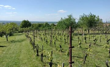 FOTO: Vinohrady ohrozuje zákerná choroba, ktorá dokáže rýchlo zničiť celý sad 