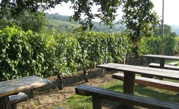 FOTO: Vinohrady ohrozuje zákerná choroba, ktorá dokáže rýchlo zničiť celý sad 