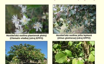 FOTO: Vinohrady ohrozuje zákerná choroba, ktorá dokáže rýchlo zničiť celý sad 