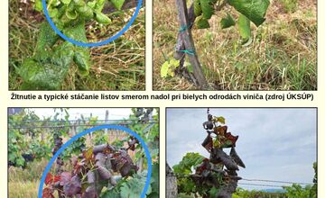 FOTO: Vinohrady ohrozuje zákerná choroba, ktorá dokáže rýchlo zničiť celý sad 