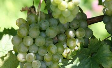 FOTO: Vinohrady ohrozuje zákerná choroba, ktorá dokáže rýchlo zničiť celý sad 