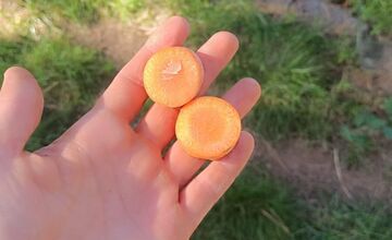 FOTO: Nekŕmte zvieratá v ZOO, môže ich to stáť život, odkazujú ošetrovatelia