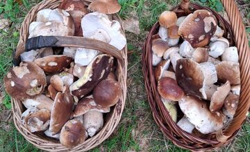 FOTO: Lesy Trenčianskeho kraja sa premenili na hubársky raj, košíky nadšencov sa plnia dubákmi aj masliakmi