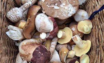 FOTO: Lesy Trenčianskeho kraja sa premenili na hubársky raj, košíky nadšencov sa plnia dubákmi aj masliakmi