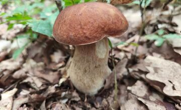 FOTO: Lesy Trenčianskeho kraja sa premenili na hubársky raj, košíky nadšencov sa plnia dubákmi aj masliakmi