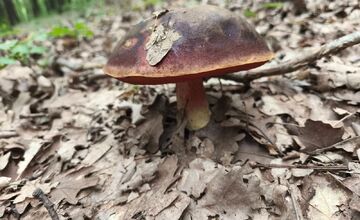 FOTO: Lesy Trenčianskeho kraja sa premenili na hubársky raj, košíky nadšencov sa plnia dubákmi aj masliakmi