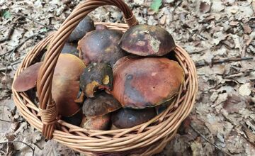 FOTO: Lesy Trenčianskeho kraja sa premenili na hubársky raj, košíky nadšencov sa plnia dubákmi aj masliakmi