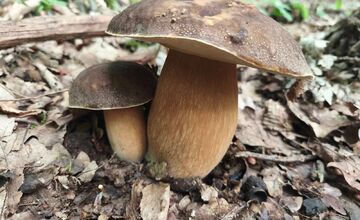 FOTO: Lesy Trenčianskeho kraja sa premenili na hubársky raj, košíky nadšencov sa plnia dubákmi aj masliakmi