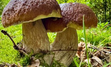 FOTO: Lesy Trenčianskeho kraja sa premenili na hubársky raj, košíky nadšencov sa plnia dubákmi aj masliakmi