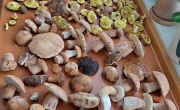 FOTO: Lesy Trenčianskeho kraja sa premenili na hubársky raj, košíky nadšencov sa plnia dubákmi aj masliakmi