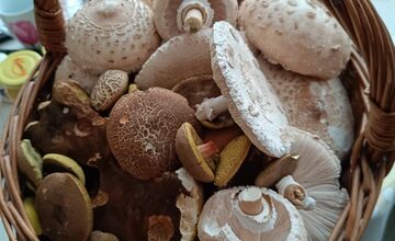 FOTO: Lesy Trenčianskeho kraja sa premenili na hubársky raj, košíky nadšencov sa plnia dubákmi aj masliakmi