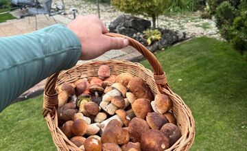 FOTO: Lesy Trenčianskeho kraja sa premenili na hubársky raj, košíky nadšencov sa plnia dubákmi aj masliakmi