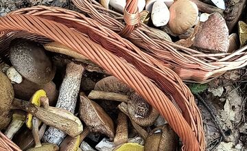 FOTO: Lesy Trenčianskeho kraja sa premenili na hubársky raj, košíky nadšencov sa plnia dubákmi aj masliakmi