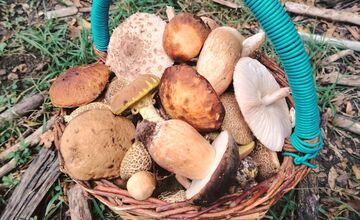 FOTO: Lesy Trenčianskeho kraja sa premenili na hubársky raj, košíky nadšencov sa plnia dubákmi aj masliakmi