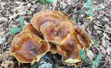 FOTO: Lesy Trenčianskeho kraja sa premenili na hubársky raj, košíky nadšencov sa plnia dubákmi aj masliakmi