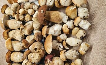 FOTO: Lesy Trenčianskeho kraja sa premenili na hubársky raj, košíky nadšencov sa plnia dubákmi aj masliakmi