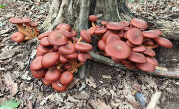FOTO: Lesy Trenčianskeho kraja sa premenili na hubársky raj, košíky nadšencov sa plnia dubákmi aj masliakmi