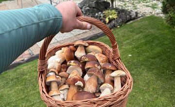 FOTO: Lesy Trenčianskeho kraja sa premenili na hubársky raj, košíky nadšencov sa plnia dubákmi aj masliakmi