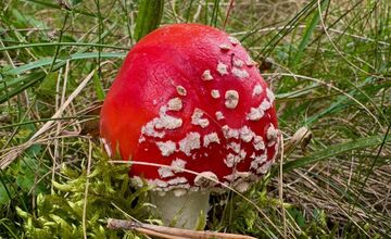 FOTO: Lesy Trenčianskeho kraja sa premenili na hubársky raj, košíky nadšencov sa plnia dubákmi aj masliakmi