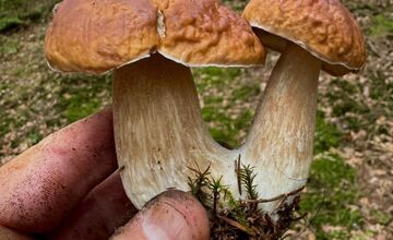 FOTO: Lesy Trenčianskeho kraja sa premenili na hubársky raj, košíky nadšencov sa plnia dubákmi aj masliakmi