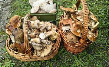 FOTO: Lesy Trenčianskeho kraja sa premenili na hubársky raj, košíky nadšencov sa plnia dubákmi aj masliakmi