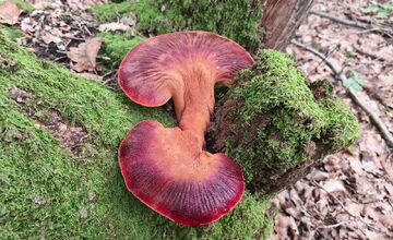 FOTO: Lesy Trenčianskeho kraja sa premenili na hubársky raj, košíky nadšencov sa plnia dubákmi aj masliakmi