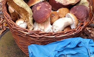 FOTO: Lesy Trenčianskeho kraja sa premenili na hubársky raj, košíky nadšencov sa plnia dubákmi aj masliakmi