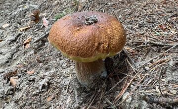 FOTO: Lesy Trenčianskeho kraja sa premenili na hubársky raj, košíky nadšencov sa plnia dubákmi aj masliakmi