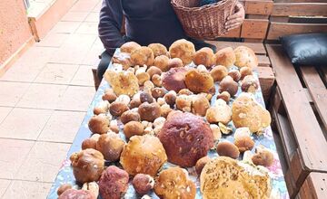 FOTO: Lesy Trenčianskeho kraja sa premenili na hubársky raj, košíky nadšencov sa plnia dubákmi aj masliakmi