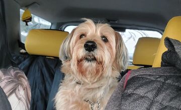 FOTO: Dojemný príbeh z Trenčína, psík Leo hľadá lásku a teplé miesto pri človeku