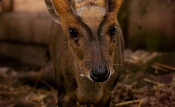 FOTO: Bambi z FarmaParku Lubina zomrel. Návštevníci spomínajú na milovaného obyvateľa farmy
