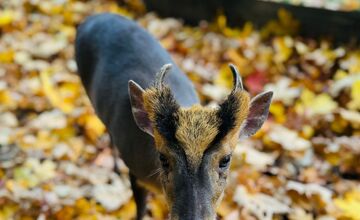 FOTO: Bambi z FarmaParku Lubina zomrel. Návštevníci spomínajú na milovaného obyvateľa farmy