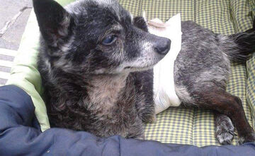 FOTO: Psíčkari sa podelil s fotkami svojich miláčikov