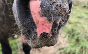 FOTO: Regionálna veterinárna správa zasahovala v Nitrianskom Pravne, kôň bol bez vody aj pohybu