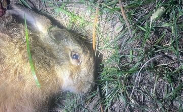 FOTO: V Trnave a Dunajskej Strede potvrdili vírus myxomatózy u zajaca poľného