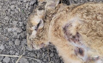 FOTO: V Trnave a Dunajskej Strede potvrdili vírus myxomatózy u zajaca poľného