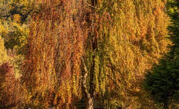 FOTO: Trenčianske Teplice ako z rozprávky, jesenné farby premenili kúpeľné mesto na živú pohľadnicu