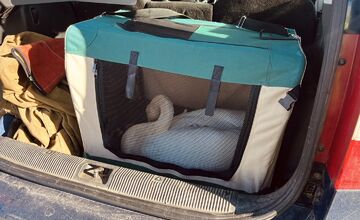 FOTO: Na diaľnici pri Beckove sa prechádzala labuť, policajti museli riadiť premávku