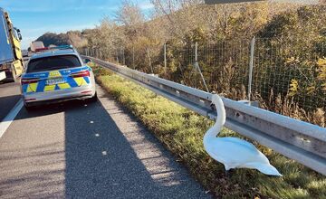 FOTO: Na diaľnici pri Beckove sa prechádzala labuť, policajti museli riadiť premávku