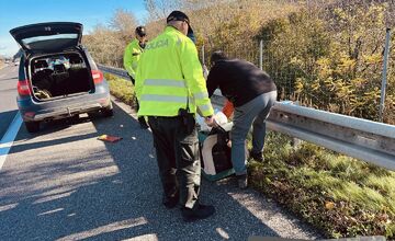 FOTO: Na diaľnici pri Beckove sa prechádzala labuť, policajti museli riadiť premávku