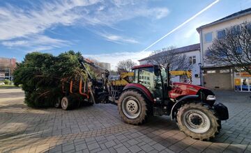FOTO: Na myjavskom námestí začali osádzať vianočné stromčeky, advent odštartuje Mikuláš