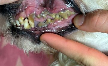 FOTO: V Prievidzskom okrese zhabali majiteľovi cez 300 psov v zlých podmienkach 