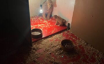 FOTO: V Prievidzskom okrese zhabali majiteľovi cez 300 psov v zlých podmienkach 