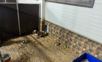 FOTO: V Prievidzskom okrese zhabali majiteľovi cez 300 psov v zlých podmienkach 