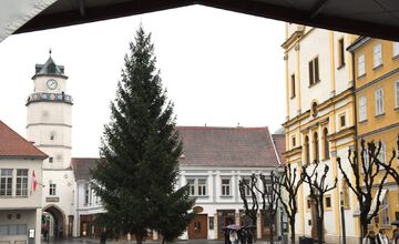 FOTO: Mierové námestie v Trenčíne už má nový 14-metrový vianočný strom, pribudol aj pri Rozkvete