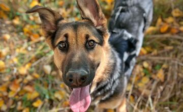 FOTO: Profil útulku Nádej v Novom Meste nad Váhom končí, stoja za tým konflikty 