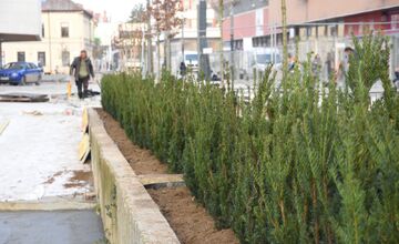 FOTO: Pešia zóna v Trenčíne sa zazelenáva