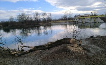 FOTO: Bobor sa vo veľkom rozhryzuje v Trenčíne, škody pri Váhu vyvolali diskusie