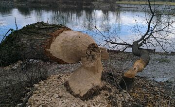 FOTO: Bobor sa vo veľkom rozhryzuje v Trenčíne, škody pri Váhu vyvolali diskusie